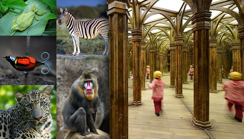Research Journal #2: How life appears to itself / Reflections on Portmann’s Animal Forms and Patterns